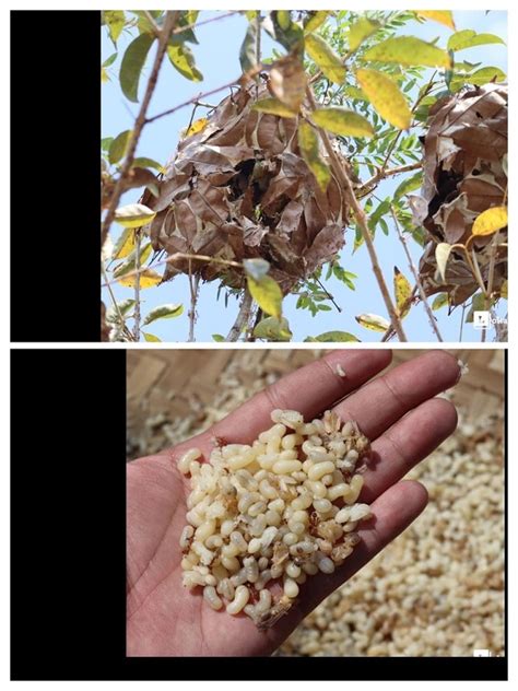 Eat your fear: Edible insects .